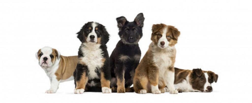 ¿Cómo hacer alimento para perro?