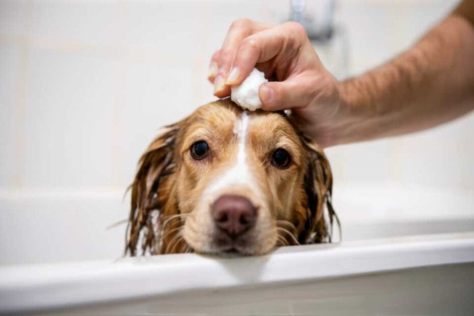 Cuidados de un perro con dermatitis